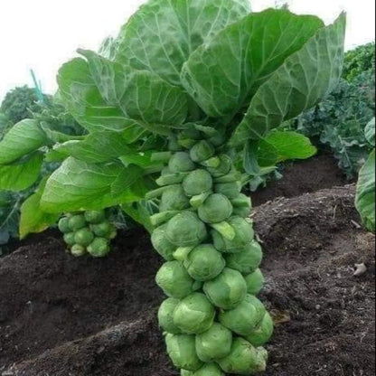 🔥Buy 1 Get 1 Free🔥🌟Brussel Sprout Planting Seeds (Mini Cabbage) – With Plant Growth Supplement Free