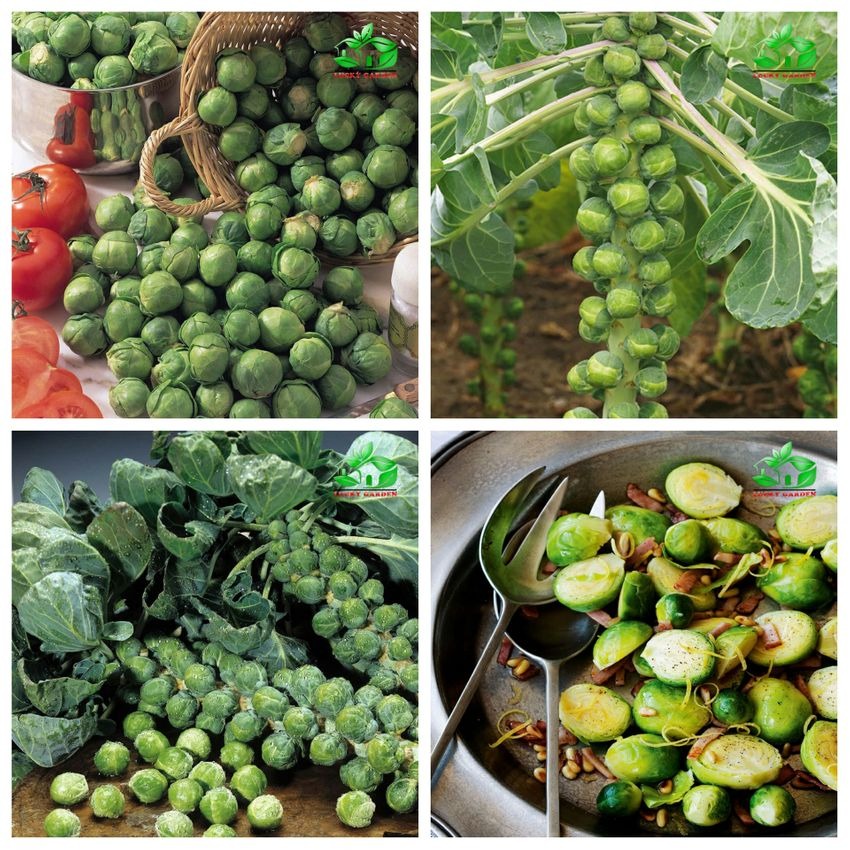 🔥Buy 1 Get 1 Free🔥🌟Brussel Sprout Planting Seeds (Mini Cabbage) – With Plant Growth Supplement Free