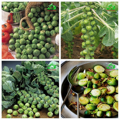 🔥Buy 1 Get 1 Free🔥🌟Brussel Sprout Planting Seeds (Mini Cabbage) – With Plant Growth Supplement Free