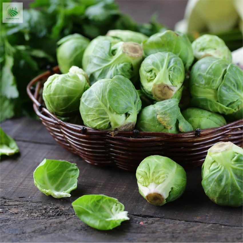 🔥Buy 1 Get 1 Free🔥🌟Brussel Sprout Planting Seeds (Mini Cabbage) – With Plant Growth Supplement Free