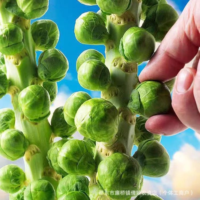 🔥Buy 1 Get 1 Free🔥🌟Brussel Sprout Planting Seeds (Mini Cabbage) – With Plant Growth Supplement Free