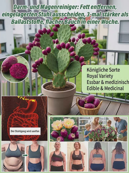 🔥Buy 1 Get 1 Free🔥🍈 Fruit Cactus Seeds 🍈 Edible, nutritious fruits 🌵Easy to grow & drought-tolerant ⚡Fast growth & low pest risk