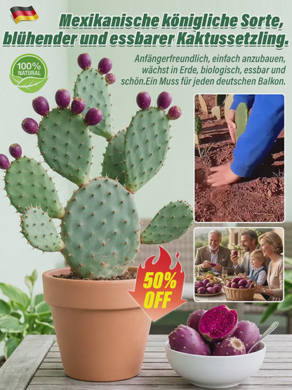 🔥Buy 1 Get 1 Free🔥🍈 Fruit Cactus Seeds 🍈 Edible, nutritious fruits 🌵Easy to grow & drought-tolerant ⚡Fast growth & low pest risk