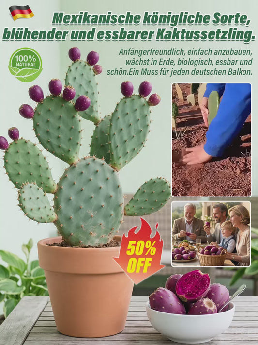 🔥Buy 1 Get 1 Free🔥🍈 Fruit Cactus Seeds 🍈 Edible, nutritious fruits 🌵Easy to grow & drought-tolerant ⚡Fast growth & low pest risk