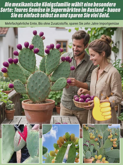 🔥Buy 1 Get 1 Free🔥🍈 Fruit Cactus Seeds 🍈 Edible, nutritious fruits 🌵Easy to grow & drought-tolerant ⚡Fast growth & low pest risk