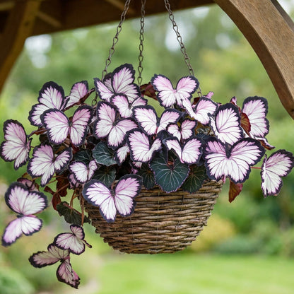 🦋 Whimsical Butterfly Shaped Flower Seeds ✨ | 🔥Buy 1 Get 1 Free🔥