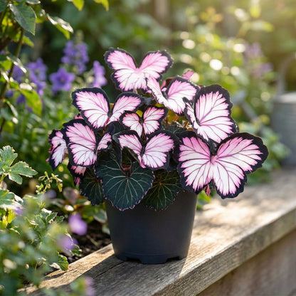 🦋 Whimsical Butterfly Shaped Flower Seeds ✨ | 🔥Buy 1 Get 1 Free🔥