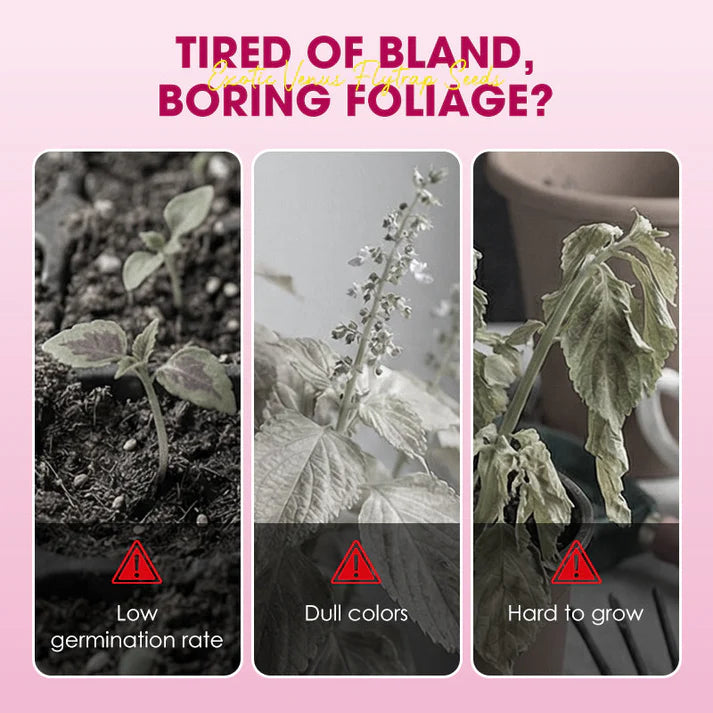 🌱【Amazing Venus Flytrap Seeds】—Grow Your Own Mini Carnivorous Monster!😱🌿🔥Buy 1 Get 1 Free🔥