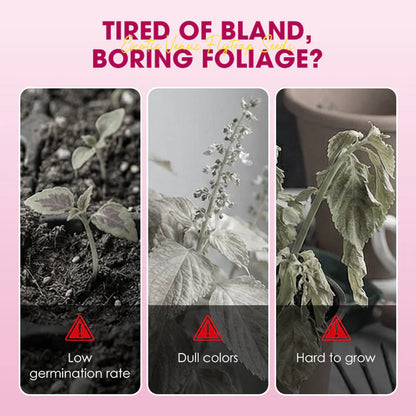 🌱【Amazing Venus Flytrap Seeds】—Grow Your Own Mini Carnivorous Monster!😱🌿🔥Buy 1 Get 1 Free🔥