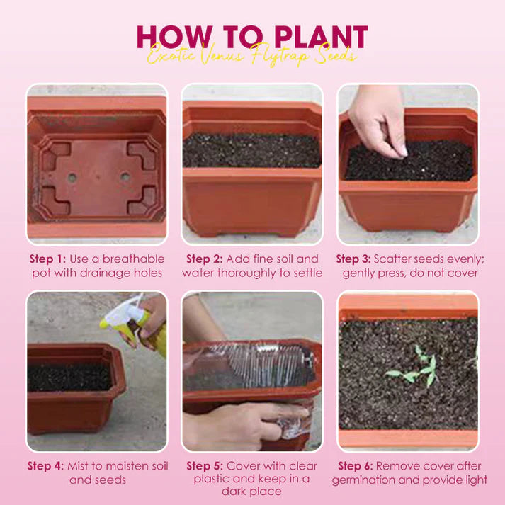🌱【Amazing Venus Flytrap Seeds】—Grow Your Own Mini Carnivorous Monster!😱🌿🔥Buy 1 Get 1 Free🔥